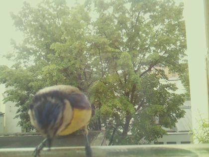bird_20260520_125805_613_burst3_motion11788_conf0.99_bestbird_sppyrrhula_pyrrhula_spconf0.15.jpg