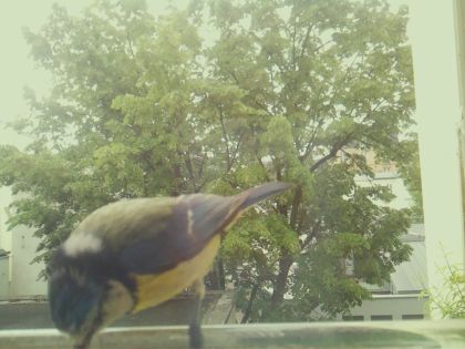bird_20260520_125812_025_burst4_motion11788_conf0.69_bestbird_spsitta_europaea_spconf0.19.jpg