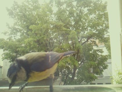 bird_20260520_125818_479_burst5_motion11788_conf0.75_bestdog_spsitta_europaea_spconf0.35.jpg