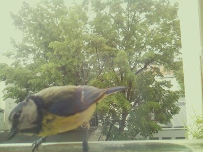 bird_20260520_125831_371_burst7_motion11788_conf0.63_bestdog_spcyanistes_caeruleus_spconf0.31.jpg