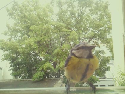 bird_20260520_143140_652_burst1_motion6487_conf0.83_bestbird_spcyanistes_caeruleus_spconf0.36.jpg