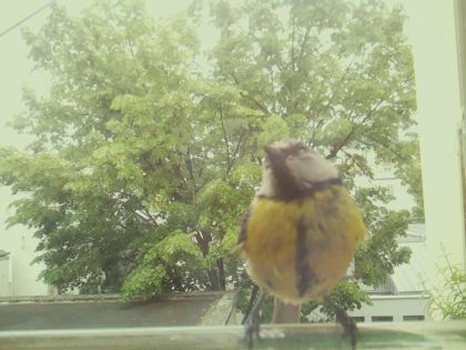 bird_20260520_143146_706_burst2_motion6487_conf0.87_bestbird_sperithacus_rubecula_spconf0.32.jpg