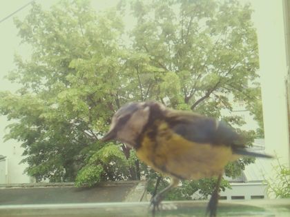 bird_20260520_143153_027_burst3_motion6487_conf1.00_bestbird_spsitta_europaea_spconf0.37.jpg