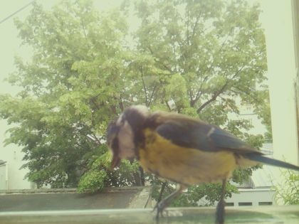 bird_20260520_143205_504_burst5_motion6487_conf1.00_bestbird_spcyanistes_caeruleus_spconf1.00.jpg
