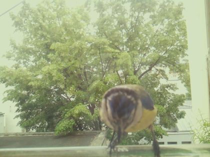 bird_20260520_143218_383_burst7_motion6487_conf0.62_bestbird_spcyanistes_caeruleus_spconf1.00.jpg