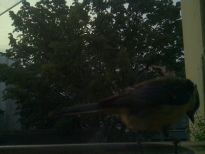 bird_20260521_063424_452_burst0_motion4502_conf0.00_bestnone_spphylloscopus_collybita_spconf0.29.jpg