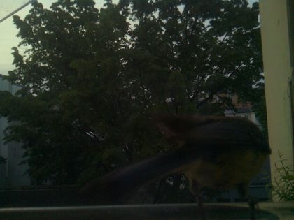 bird_20260521_063432_878_burst1_motion4502_conf0.00_bestnone_spcyanistes_caeruleus_spconf1.00.jpg