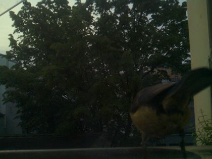 bird_20260521_063441_389_burst2_motion4502_conf0.62_bestdog_spsitta_europaea_spconf0.15.jpg