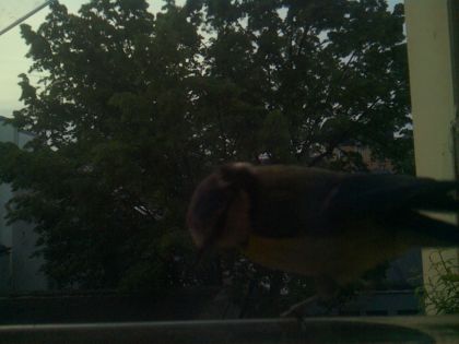 bird_20260521_063458_108_burst4_motion4502_conf0.00_bestnone_sppyrrhula_pyrrhula_spconf0.15.jpg