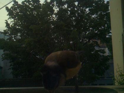 bird_20260521_063513_828_burst6_motion4502_conf0.26_bestcat_spgarrulus_glandarius_spconf0.36.jpg