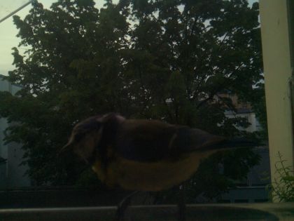 bird_20260521_063521_154_burst7_motion4502_conf0.00_bestnone_spphylloscopus_collybita_spconf0.26.jpg