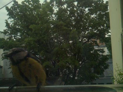 bird_20260521_071945_886_burst0_motion2604_conf0.77_bestcat_spcyanistes_caeruleus_spconf0.50.jpg