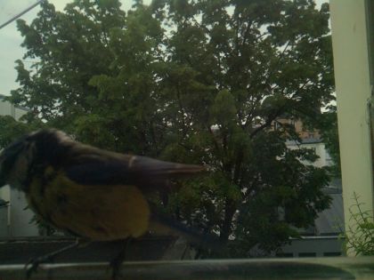 bird_20260521_071951_303_burst1_motion2604_conf0.34_bestbird_spcyanistes_caeruleus_spconf0.44.jpg