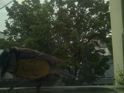 bird_20260521_071957_018_burst2_motion2604_conf0.61_bestbird_sppyrrhula_pyrrhula_spconf0.21.jpg