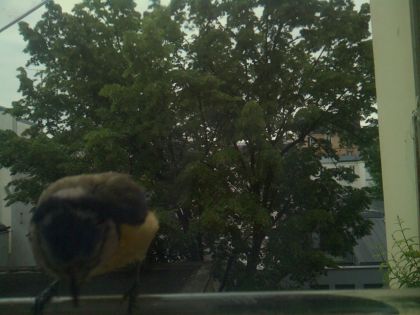 bird_20260521_072008_738_burst4_motion2604_conf0.33_bestbird_1_spturdus_merula_spconf0.22.jpg