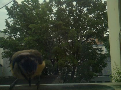 bird_20260521_072014_627_burst5_motion2604_conf0.00_bestnone_spcyanistes_caeruleus_spconf1.00.jpg