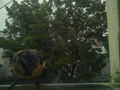 bird_20260521_072020_678_burst6_motion2604_conf0.00_bestnone_spturdus_merula_spconf0.15.jpg