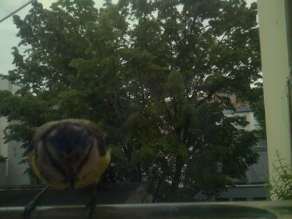 bird_20260521_072026_796_burst7_motion2604_conf0.32_bestbird_spturdus_merula_spconf0.16.jpg