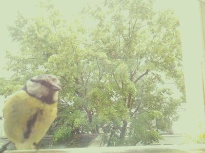 bird_20260602_133428_489_burst6_motion2354_conf0.94_bestbird_spcyanistes_caeruleus_spconf0.80.jpg