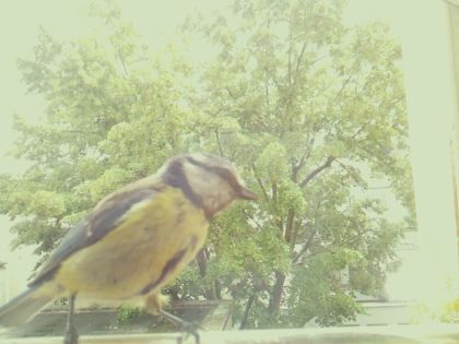 bird_20260602_133435_241_burst7_motion2354_conf1.00_bestbird_spcyanistes_caeruleus_spconf1.00.jpg