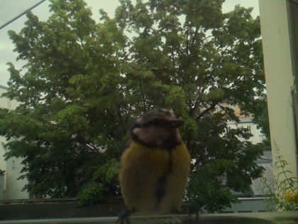 bird_20260603_084336_147_burst1_motion3758_conf0.80_bestbird_spcyanistes_caeruleus_spconf1.00.jpg