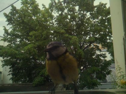 bird_20260603_084342_410_burst2_motion3758_conf1.00_bestbird_sppyrrhula_pyrrhula_spconf0.37.jpg