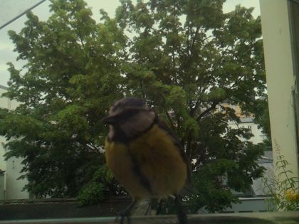 bird_20260603_084348_784_burst3_motion3758_conf1.00_bestbird_spsitta_europaea_spconf0.24.jpg