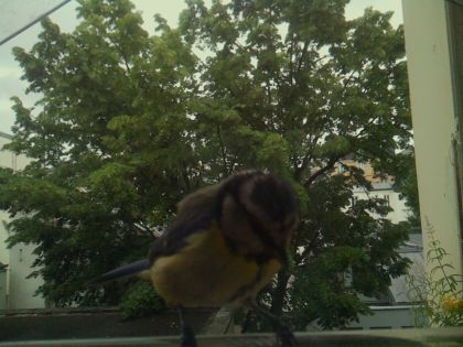 bird_20260603_084355_218_burst4_motion3758_conf0.97_bestbird_spcyanistes_caeruleus_spconf1.00.jpg