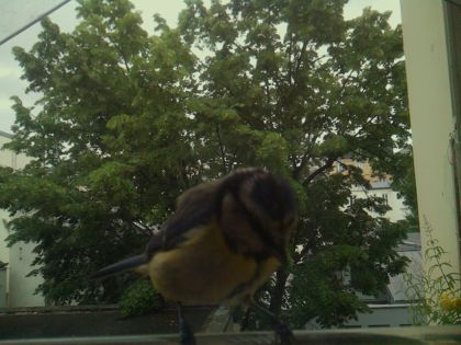 bird_20260603_084401_663_burst5_motion3758_conf0.98_bestbird_spcyanistes_caeruleus_spconf1.00.jpg