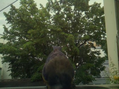 bird_20260603_084414_703_burst7_motion3758_conf0.77_bestbird_spgarrulus_glandarius_spconf0.56.jpg