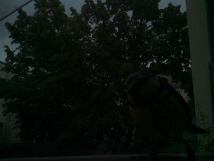 bird_20260604_070915_897_burst2_motion1967_conf0.00_bestnone_spturdus_merula_spconf0.40.jpg