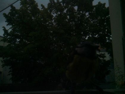 bird_20260604_070940_542_burst6_motion1967_conf0.00_bestnone_sppyrrhula_pyrrhula_spconf0.34.jpg