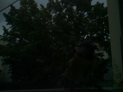 bird_20260604_070946_927_burst7_motion1967_conf0.00_bestnone_sppyrrhula_pyrrhula_spconf0.30.jpg