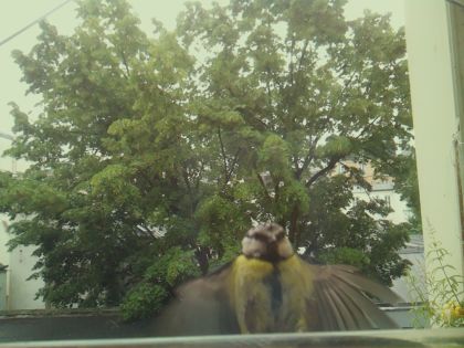 bird_20260604_092357_266_burst0_motion8841_conf0.00_bestnone_spgarrulus_glandarius_spconf0.22.jpg