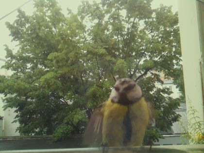 bird_20260604_092403_000_burst1_motion8841_conf0.75_bestbird_spcyanistes_caeruleus_spconf1.00.jpg