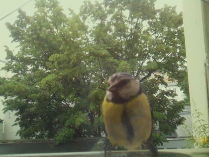 bird_20260604_092409_118_burst2_motion8841_conf0.43_bestbird_spcyanistes_caeruleus_spconf1.00.jpg