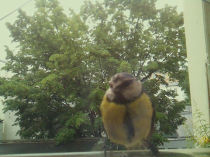 bird_20260604_092415_327_burst3_motion8841_conf0.00_bestnone_spcyanistes_caeruleus_spconf1.00.jpg