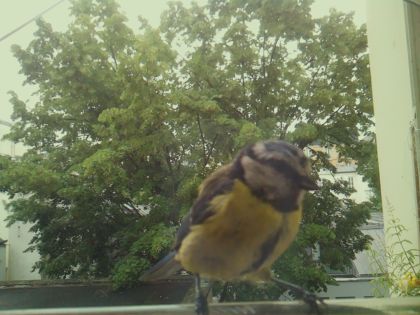 bird_20260604_092421_672_burst4_motion8841_conf1.00_bestbird_spcyanistes_caeruleus_spconf1.00.jpg