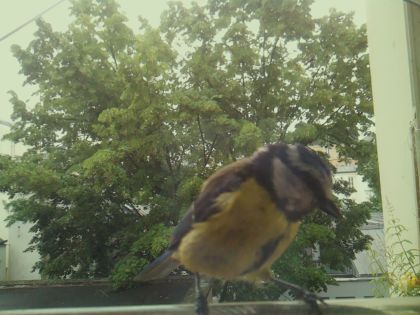 bird_20260604_092428_168_burst5_motion8841_conf0.98_bestbird_spcyanistes_caeruleus_spconf1.00.jpg