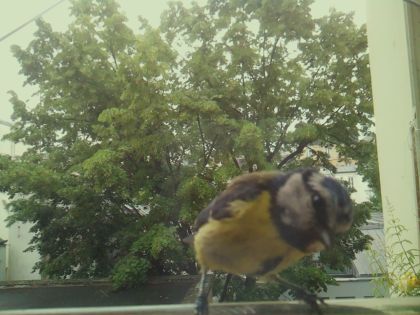 bird_20260604_092434_552_burst6_motion8841_conf0.97_bestbird_spcyanistes_caeruleus_spconf1.00.jpg