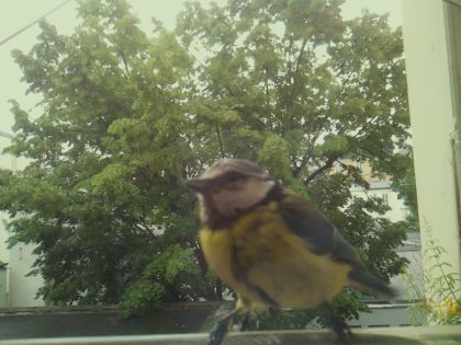 bird_20260604_092441_022_burst7_motion8841_conf1.00_bestbird_spgarrulus_glandarius_spconf0.21.jpg