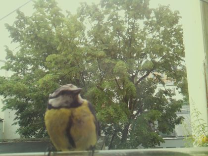 bird_20260604_092524_152_burst1_motion1888_conf0.85_bestbird_spcyanistes_caeruleus_spconf0.43.jpg