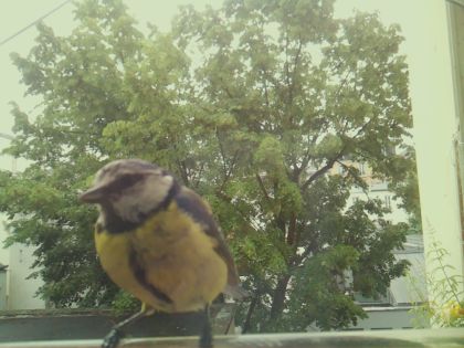 bird_20260604_092530_488_burst2_motion1888_conf1.00_bestbird_spcyanistes_caeruleus_spconf0.58.jpg