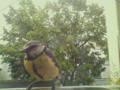 bird_20260604_092536_791_burst3_motion1888_conf1.00_bestbird_spcyanistes_caeruleus_spconf0.67.jpg