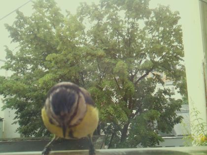 bird_20260604_092543_130_burst4_motion1888_conf0.00_bestnone_spdendrocopos_major_spconf0.18.jpg