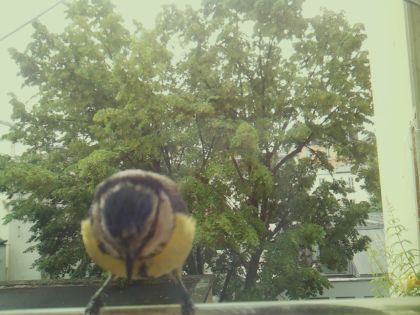 bird_20260604_092549_718_burst5_motion1888_conf0.00_bestnone_spdendrocopos_major_spconf0.20.jpg