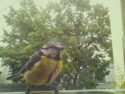 bird_20260604_092556_298_burst6_motion1888_conf0.95_bestbird_spcyanistes_caeruleus_spconf1.00.jpg
