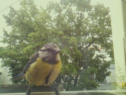 bird_20260604_092602_702_burst7_motion1888_conf0.94_bestbird_spcyanistes_caeruleus_spconf0.33.jpg