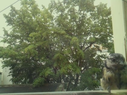 bird_20260604_093357_730_burst1_motion2858_conf0.28_bestcat_spcyanistes_caeruleus_spconf1.00.jpg