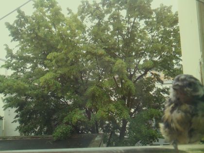 bird_20260604_093403_955_burst2_motion2858_conf0.98_bestdog_spcyanistes_caeruleus_spconf1.00.jpg